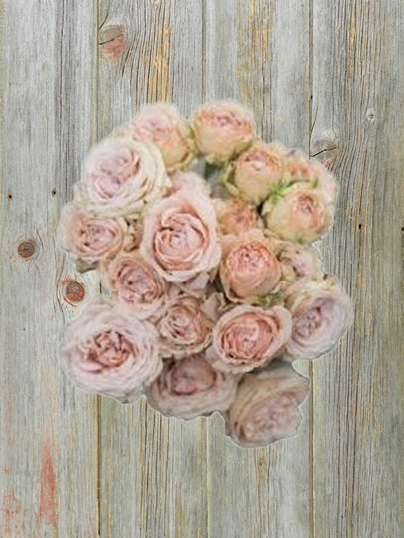 BE GENEROUS LIGHT PINK SPRAY ROSE